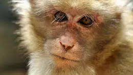 Rhesus Monkey