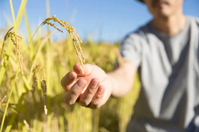 Rice Farmer Concept