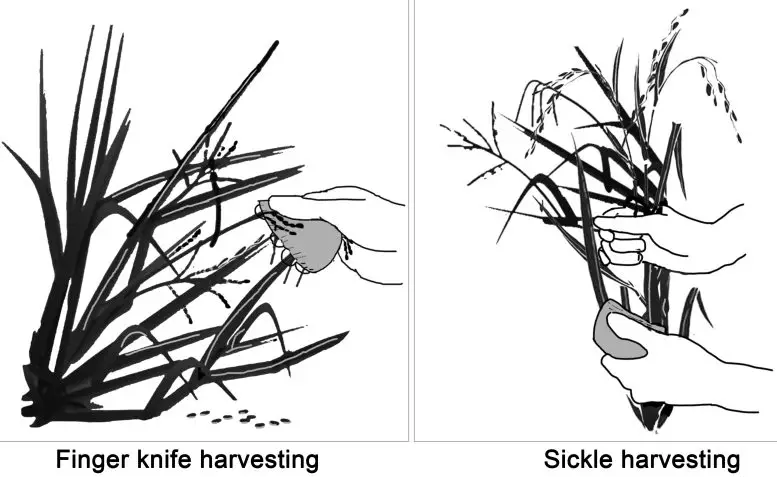 Rice Harvesting Methods