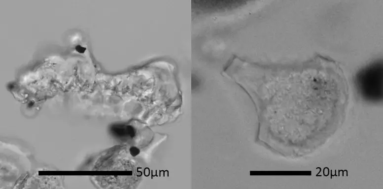 Rice Husk and Rice Leaf Phytoliths