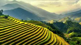 Rice Terraces