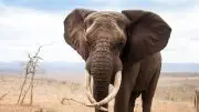 Sad African Elephant