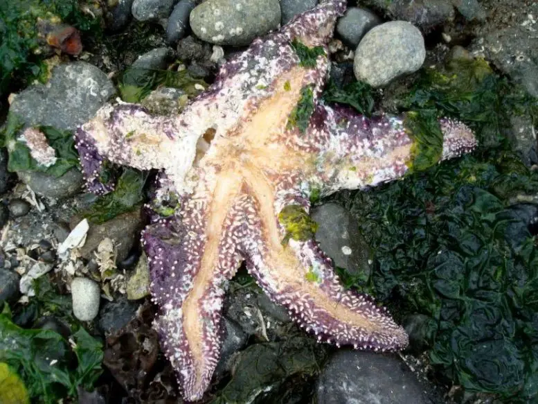 Sea Star Wasting Disease