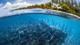 Seaweed Garden Nusa Penida, Bali, Indonesia