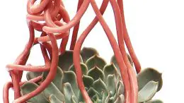 Soft Gripper Grasps Succulent