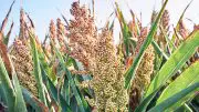 Sorghum