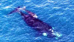 Southern Right Whales