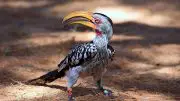 Southern Yellow-Billed Hornbill