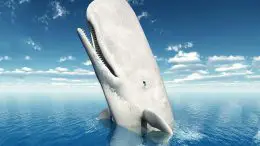 Sperm Whale Illustration