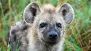 Spotted Hyena Cub