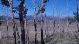 Stressed Forest in Western US