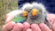 Swift Parrots