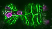 Trigger for Cell Extrusion