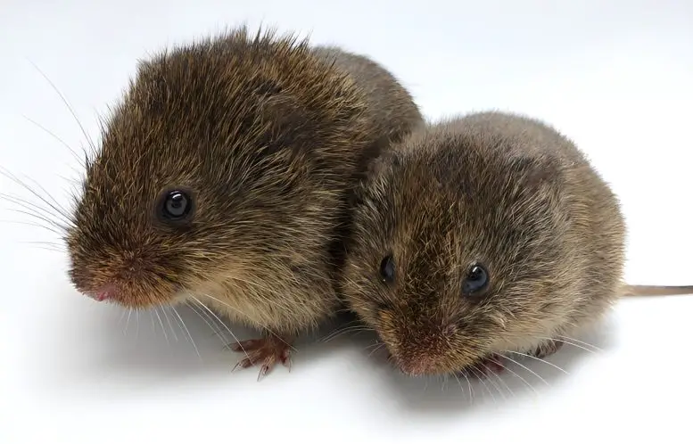 Two Prairie Voles