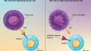 Unleashing Natural Killer Cells Against Cancer