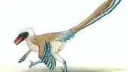 Vectiraptor greeni Recreation