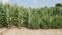 Waterhemp in Corn Field