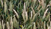 Wheat Infected With Fusarium Head Blight