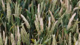 Wheat Infected With Fusarium Head Blight