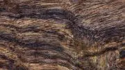 Wood Texture Detail