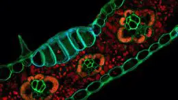 Zea mays Fluorescence Patterns