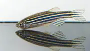 Zebrafish Close Up