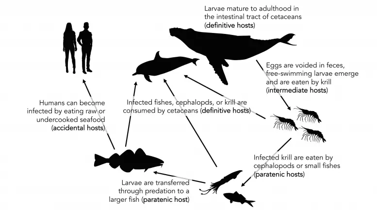 Anisakis Worm Life Cycle