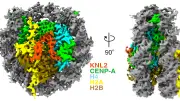 Cryo EM Structure of CENP-A Nucleosome Complex With KNL2