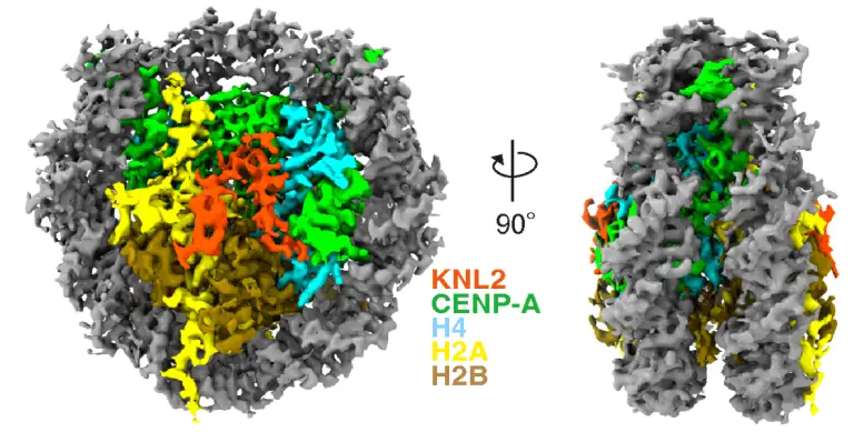 Cryo EM Structure of CENP-A Nucleosome Complex With KNL2