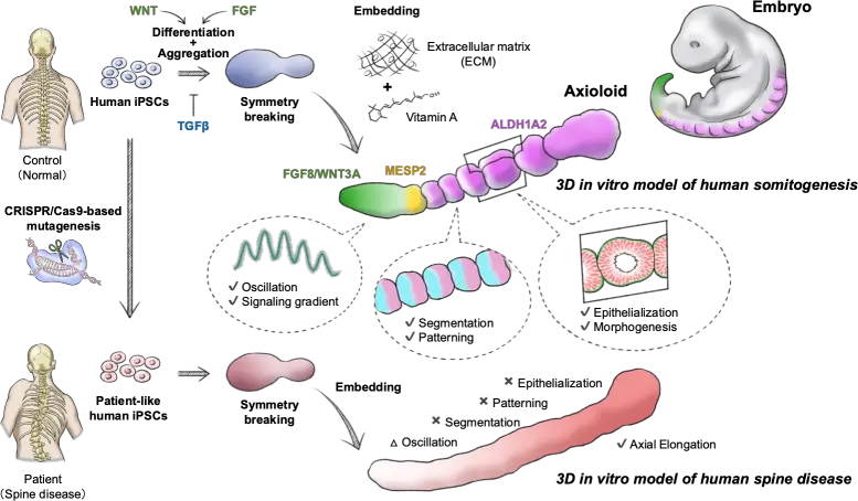 Reconstituting Human Somitogenesis In Vitro